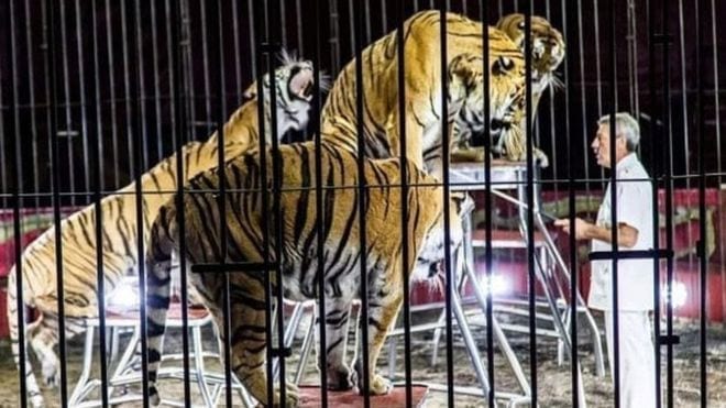 Circus tigers maul trainer to death in Italy