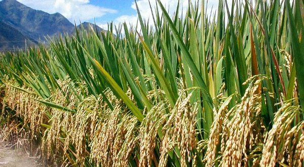 Government partners Zoomlion to produce local rice in Bosuso Rice