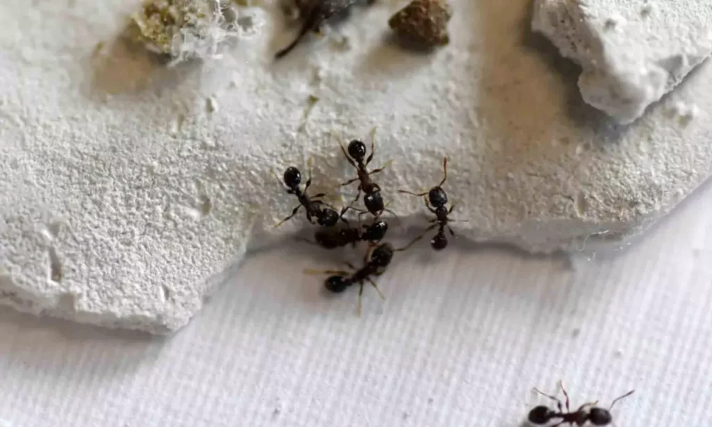 Climate heat crisis makes ants more aggressive – study Researchers from the University of Innsbruck, in Tyrol, Austria, found out that climate crisis makes the ants more aggressive. (Petra Thurner, Forschungsgruppe Molekulare Oekologie/Newsflash)