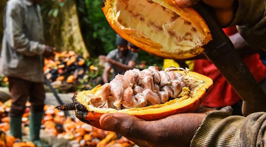 Fixing the Farmgate to Protect Cocoa’s Future: Farmers Deserve Fairer Price